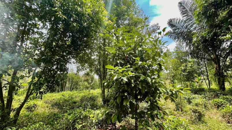 jual murah tanah kebun teh akses bisa masuk mobil