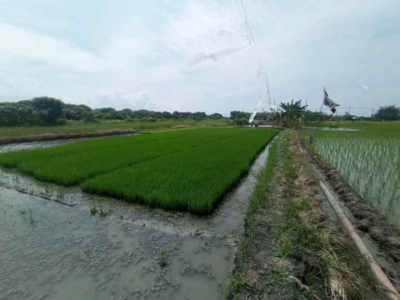 jual tanah daerah suramadu kedung cowek