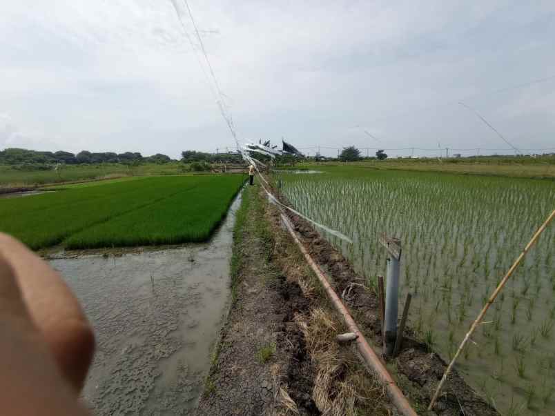 jual tanah daerah suramadu kedung cowek