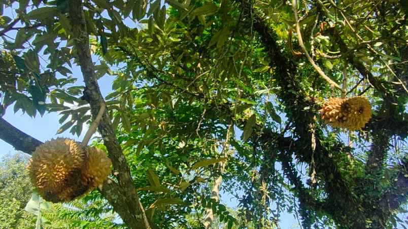 kebun durian dan jambu merah rumah villa dijual murah