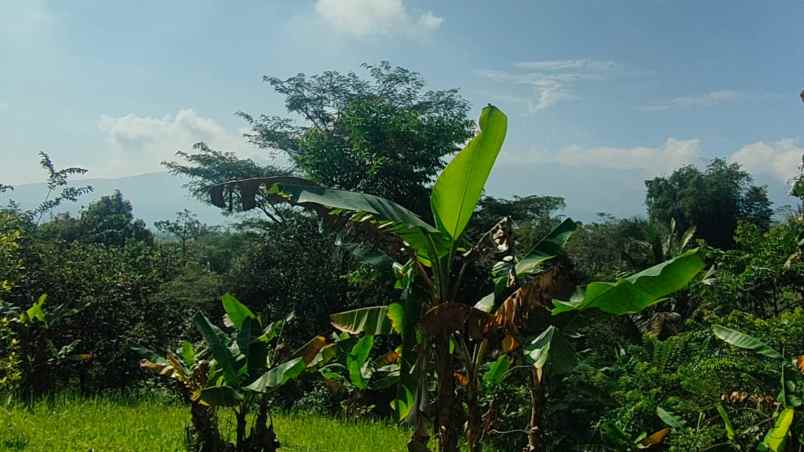 kebun durian dan jambu merah rumah villa dijual murah