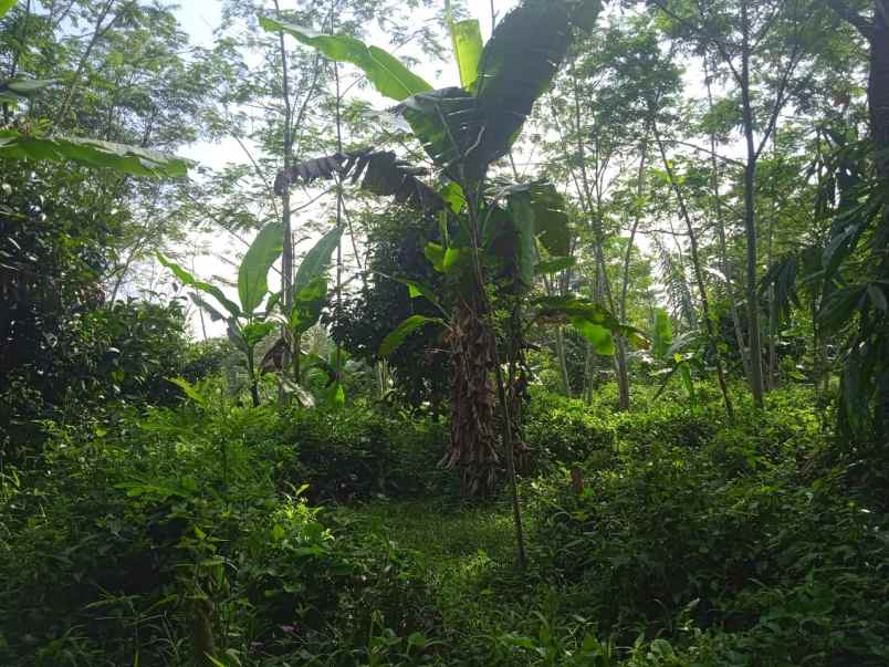 kebun durian dan jambu merah rumah villa dijual murah