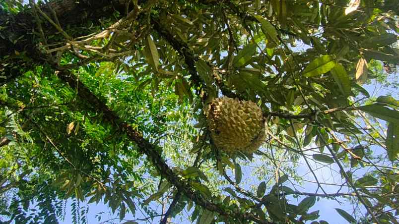 kebun durian dan jambu merah rumah villa dijual murah