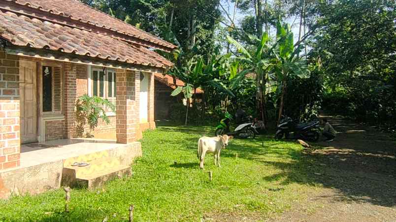 kebun durian dan jambu merah rumah villa dijual murah