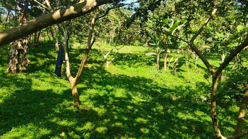 kebun durian dan jambu merah rumah villa dijual murah