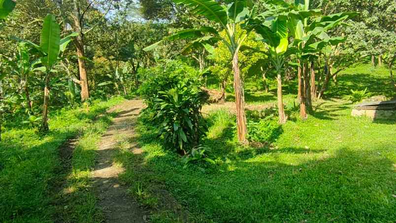 kebun durian dan jambu merah rumah villa dijual murah