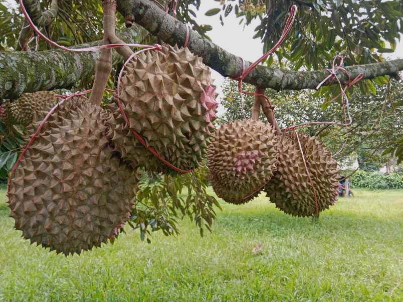 kebun durian jalan cagak subang