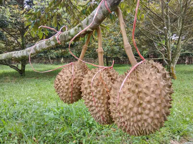 kebun durian jalan cagak subang