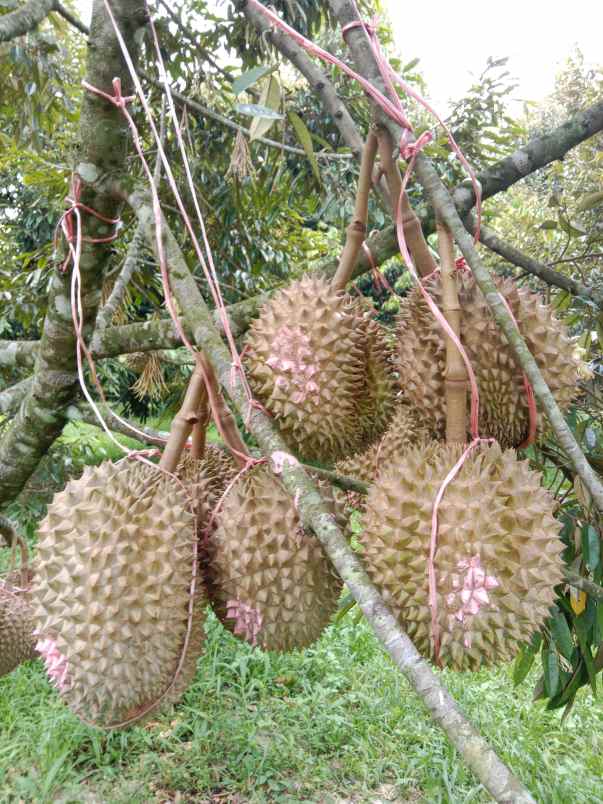 kebun durian jalan cagak subang