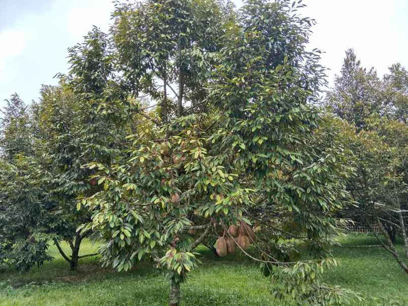 kebun durian jalan cagak subang