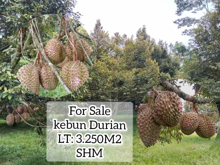 kebun durian jalan cagak subang