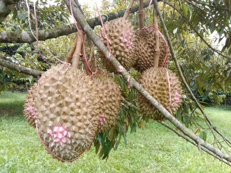 kebun durian jalan cagak subang