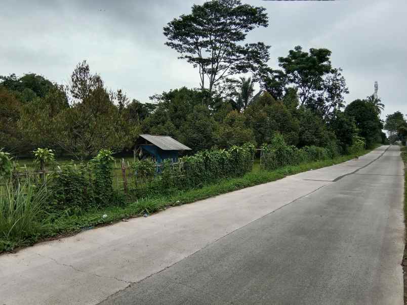 kebun durian jalan cagak subang