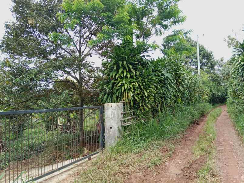 kebun produktif ada durian dan alpuakat subang