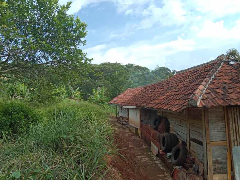 kebun produktif ada durian dan alpuakat subang