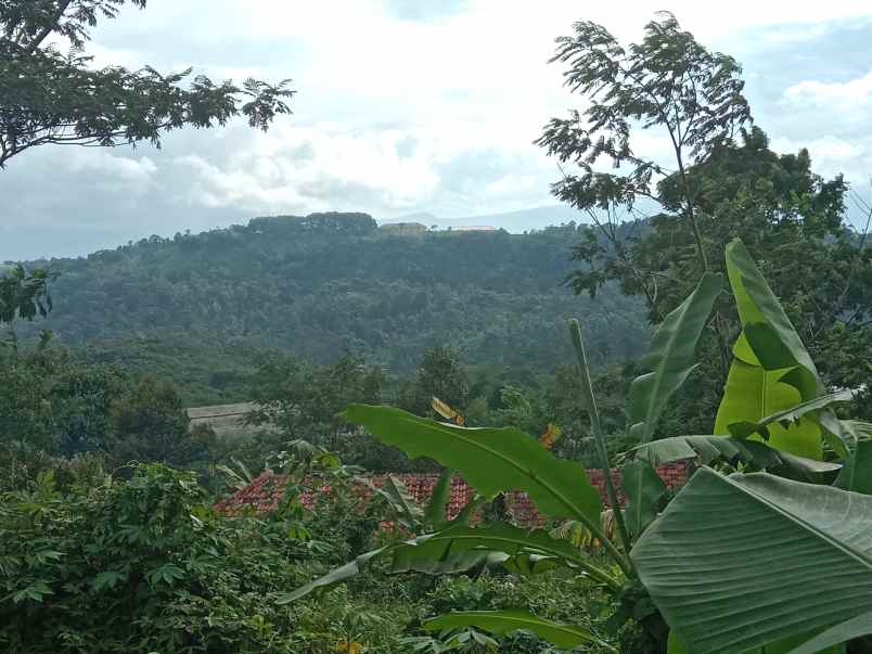 kebun produktif ada durian dan alpuakat subang