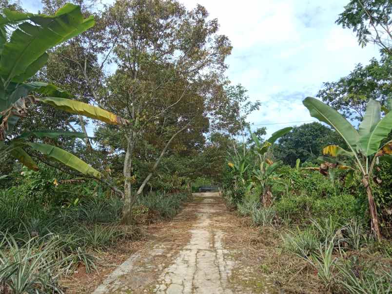 kebun produktif ada durian dan alpuakat subang