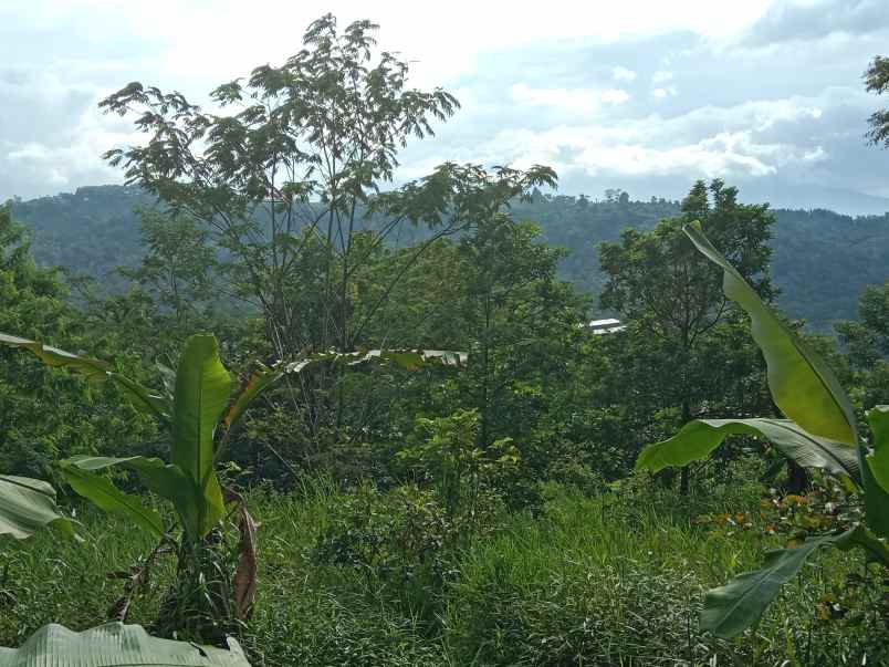 kebun produktif ada durian dan alpuakat subang