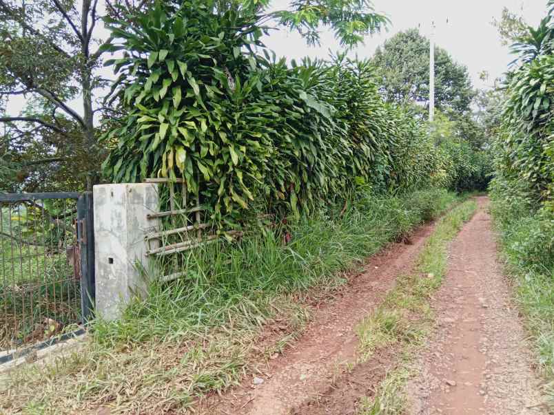 kebun produktif ada durian dan alpuakat subang