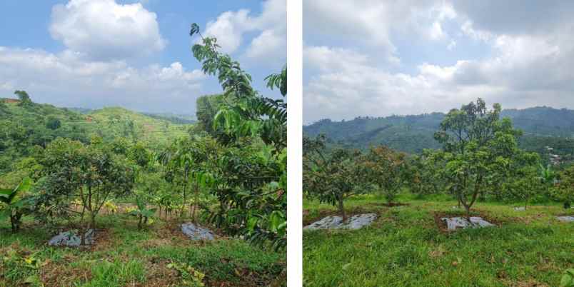 kebun produktif alpukat di bandung