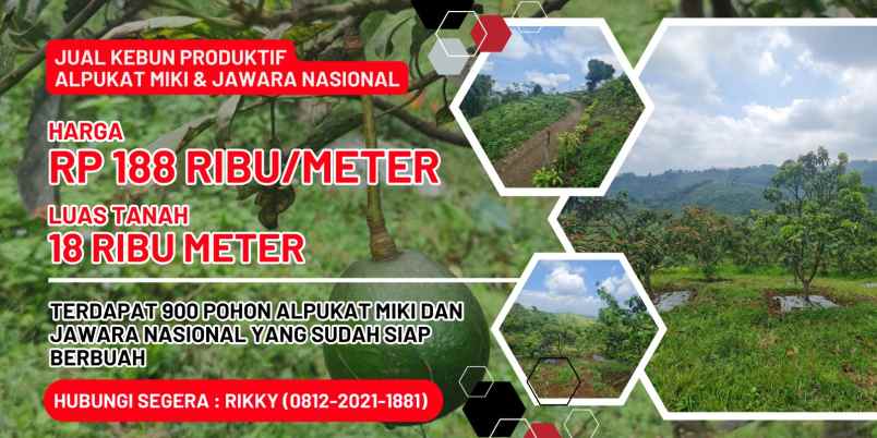 kebun produktif alpukat di bandung