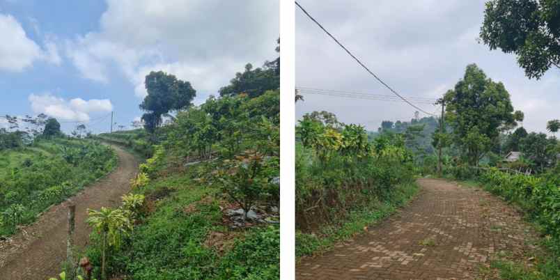 kebun produktif alpukat di bandung