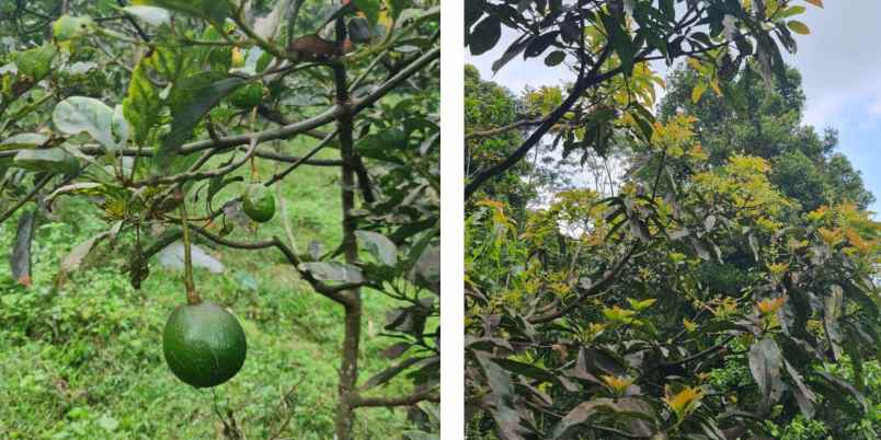 kebun produktif alpukat di bandung