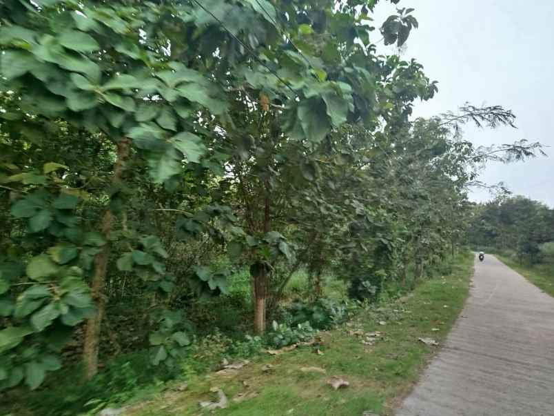 lahan pertanian 40ha diboyolali 200rb m2