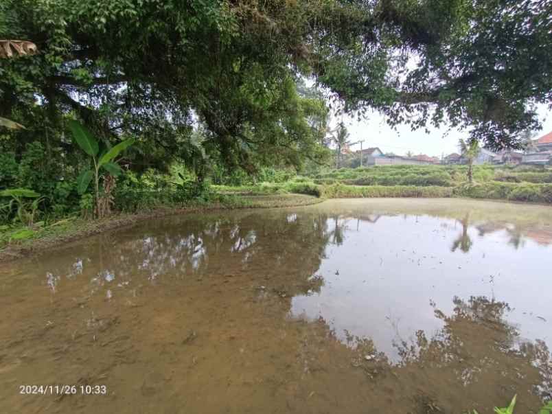 land for leasehold near maya ubud bali