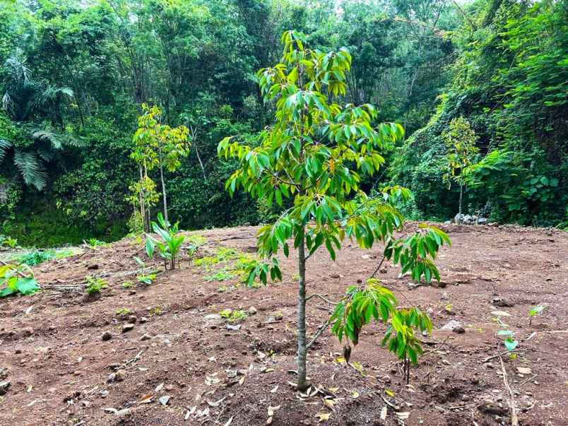 murah kebun durian 1000m2 200 juta karanganyar