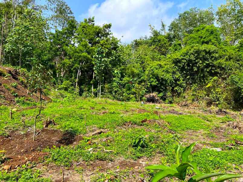 murah kebun durian 1000m2 200 juta karanganyar