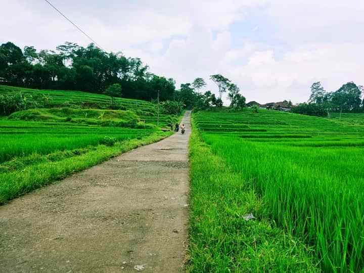 sawah produktif barat pasar karangpandan karanganyar