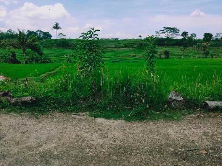 sawah produktif barat pasar karangpandan karanganyar