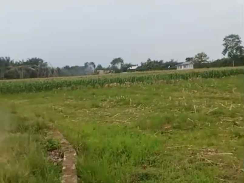 tanah 1 hektar di sabah balau lampung selatan