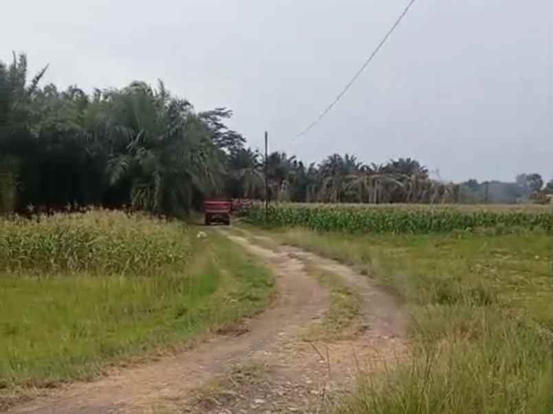 tanah 1 hektar di sabah balau lampung selatan