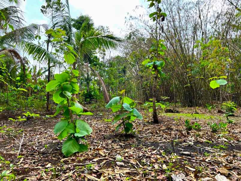 tanah 1000m dekat pasar batujamus kerjo karanganyar