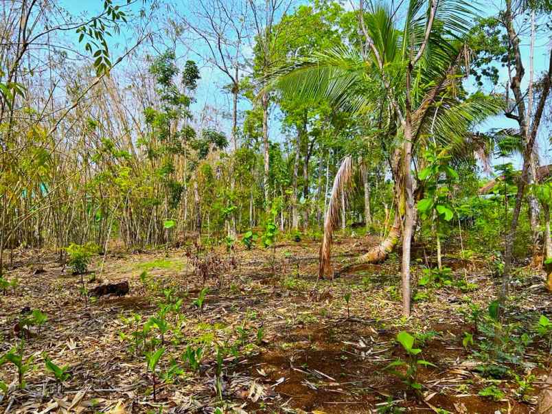 tanah 1000m dekat pasar batujamus kerjo karanganyar