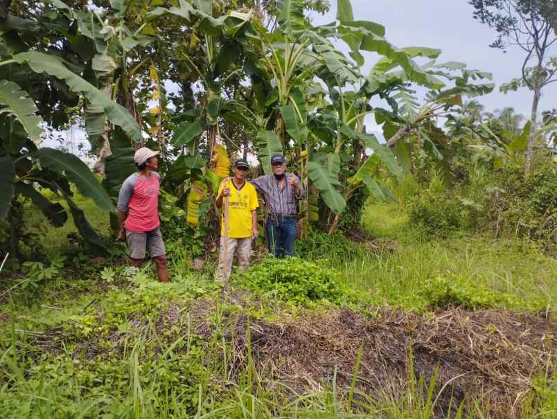 tanah di cibuntu ciampea jl h jaili