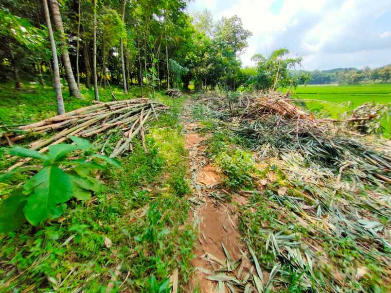 tanah di negeri katon pesawaran