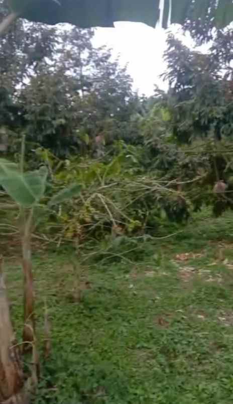 tanah kebun ada pohon duren kota batu