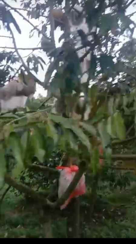 tanah kebun ada pohon duren kota batu