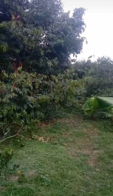 tanah kebun ada pohon duren kota batu