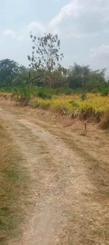 tanah kebun rata dan strategis