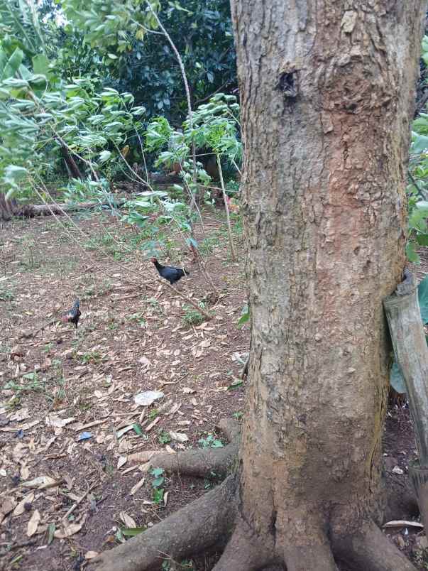 tanah murah posisi hook di wonolopo mijen