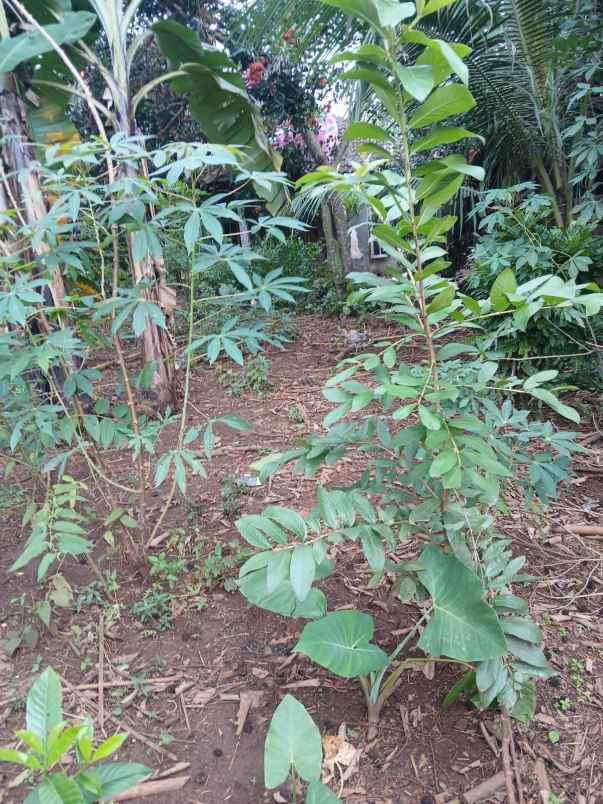 tanah murah posisi hook di wonolopo mijen