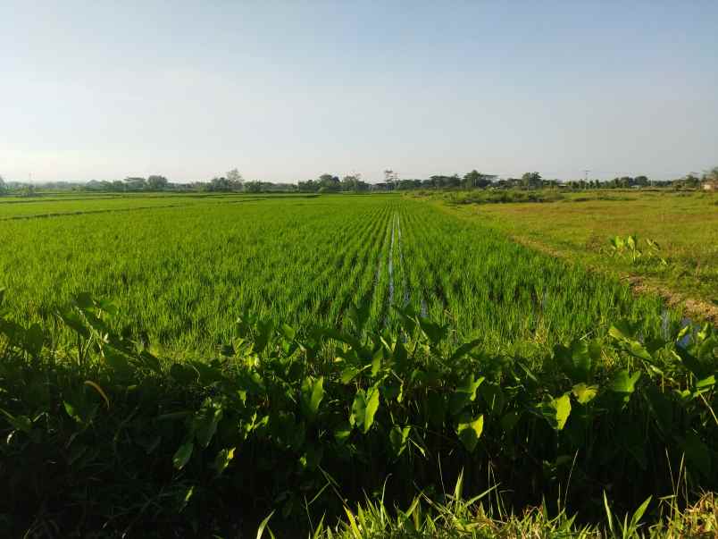 tanah polanharjo klaten