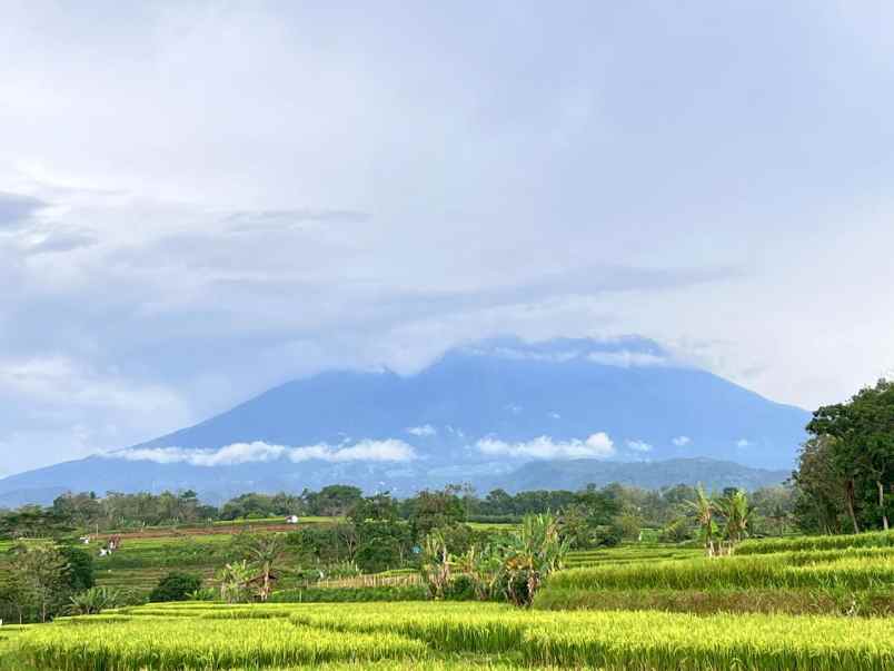tanah sawah 3592m view gunung kerjo karanganyar