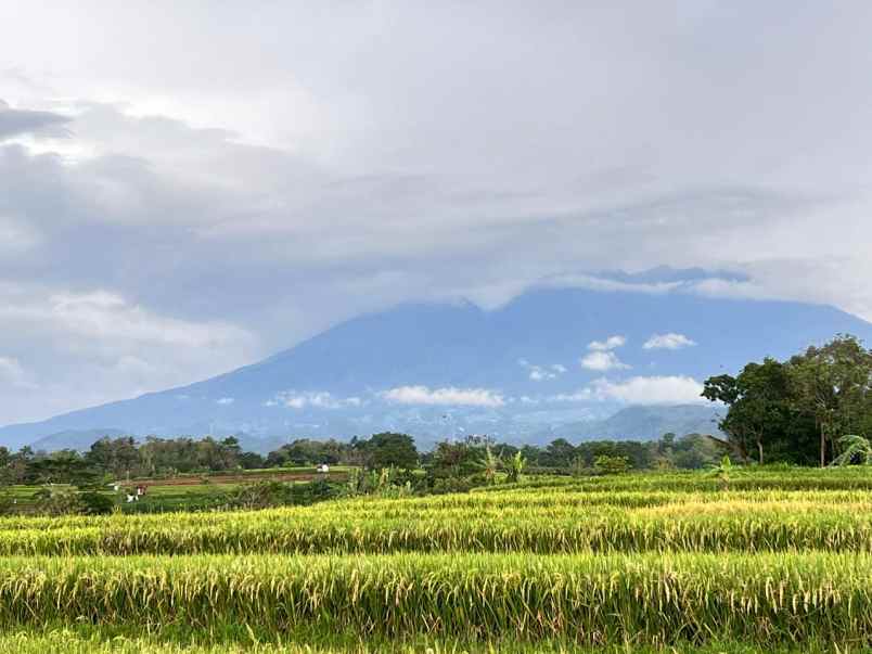 tanah sawah 3592m view gunung kerjo karanganyar