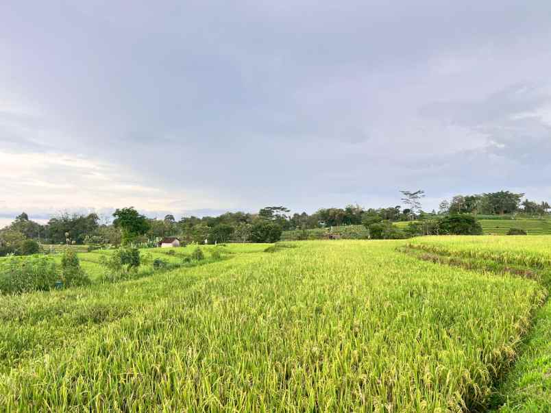 tanah sawah 3592m view gunung kerjo karanganyar