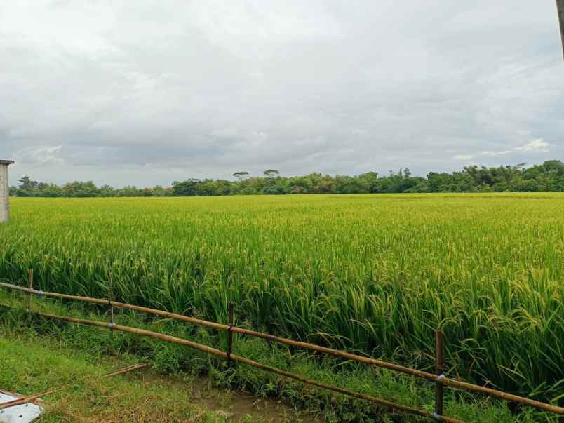 tanah sawah subur 1845m dekat sragen kota